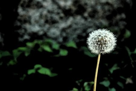 250x160_dientedeleon